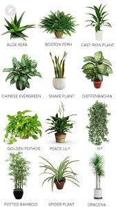 Gaya dinding rustik dapat kamu terapkan pada gudang. Mingguan Wanita On Twitter Simpan Nota Pokok Ini Siap Siap Bila Lapang Nanti Usahakan Tanam Di Sekitar Atau Dalam Rumah Katanya Inilah Jenis Pokok Yang Menenangkan Jiwa Dan Suntik Aura Positif Dan Sememangnya