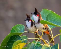 Birds Of A Feather Festival 2020 Red Whiskered Bulbul En 2020 Aves Pajaros