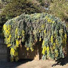 We did not find results for: Acacia Baileyana Or Cootamundra Wattle Nurseries Online