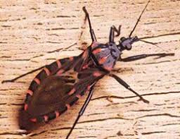 Forma parte del portal culturageneral.net Definicion De Endemia Que Es Significado Y Concepto