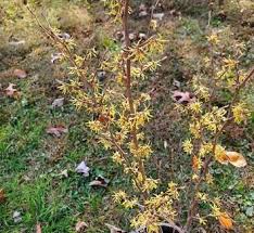 Image result for Hamamelis mollisi