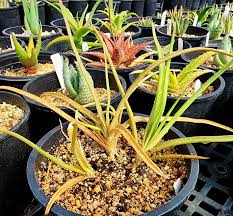 Image result for Aloe ballii
