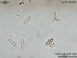 Image result for Bolusiella fractiflexa