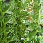 Image result for Asplenium rutifolium