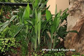 Image result for Dracaena aubryana