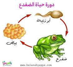 رسم دورة حياة الحيوانات للاطفال مراحل نمو الحيوان بالصور بالعربي نتعلم Good Morning Coffee Mario Characters Animals