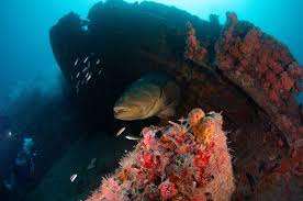 Fort Lauderdale Scuba Diving A Dang Good Guide
