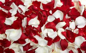 Free Download Flowers Rose Petals Wallpapers Hd Pictures One Hd Wallpaper 2560x1600 For Your Desktop Mobile Tablet Explore 43 Red Roses With White Background Red Roses With White Background All rose background photos are available in jpg, ai, eps, psd and cdr. free download flowers rose petals