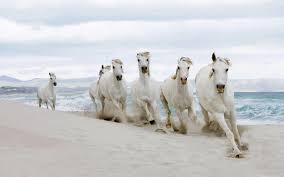 Image result for 7 horses vastu hd wallpaper h in 2019. Seven Horses Wallpapers Wallpaper Cave