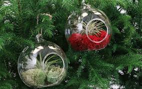 And i can't think of a better free and natural crafting resource than the pine cones that litter the ground underneath pine trees. Christmas Decorating Made Simple With Air Plants The Home Depot