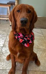Red golden retriever puppies for sale in wellsville, pennsylvania $700 share it or review it we have beautiful golden retriever puppies that were born on february 26th. Ridley S Red Retrievers Ridley S Red Retrievers Retriever Puppies Pennsylvania Red Retriever Retriever Puppy Red Golden Retriever Puppy