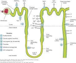 Diuretics And Their Action In The Nephron Thiazides And Loop Diuretics Lasix Are Potassium Wasting So Pharmacology Nursing Nursing Mnemonics Nursing Study