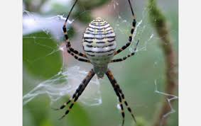 The webs have a single strand attached to the tip of the cone. Scientists Untangle Spider Web Stickiness Nsf National Science Foundation