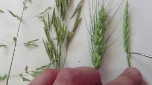 Image result for Poaceae