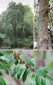Image result for Ilex mitis