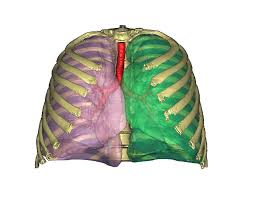 A fractured rib occurs when one of the bones in your rib cage breaks or cracks. File 3d Model Of Lungs Airways Ribs Jpg Wikimedia Commons