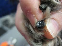 How To Trim Black Nails On Your Dog This Is The Most Helpful Diagram Tutorial I Ve Ever Seen On This Dog Nails Clipping Dog Nails Dog Grooming