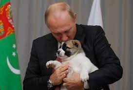 Putin served as the elected president of russia for eight years and is now his nation's prime minister. What S With World Leaders Giving Vladimir Putin Puppies As Gifts The Washington Post