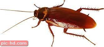 صور الصرصور معلومات عن الصرصور وطرق القضاء عليه Pest Control Pests Pest Control Services