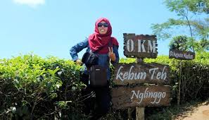 Baju dan selembar jaket yang saya kenakan ternyata tak mampu menghalau dinginnya udara di. Kebun Teh Kulon Progo Rute Menuji Lokasi Harga Tiket Masuk