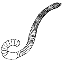 Steckbrief Regenwurm