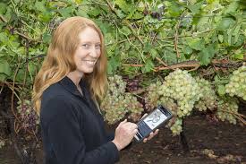 The damaging weather conditions in southern michigan vineyards this spring has created a need for growers to consider an adjusted insect and disease if shoots were heavily damaged by frost but there are enough clusters to harvest some fruit, the focus should be on minimizing the cost of pest. E Surveillance For Pests And Diseases In The Wa Grape Industry Agriculture And Food