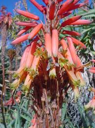 Image result for Aloe arborescens × musapana
