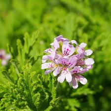 Image result for Pelargonium graveolens