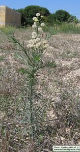 Image result for Erigeron bonariensis