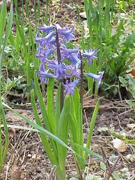 Image result for Hyacinthaceae