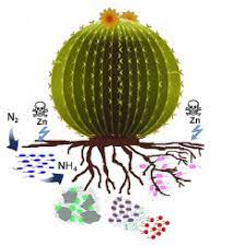 Thorns and thin, spiky or glossy leaves to reduce water loss. The Response Of Candy Barrel Cactus To Zinc Contamination Is Modulated By Its Rhizospheric Microbiota Sciencedirect