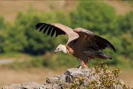 The griffon vulture ( gyps fulvus) is a large old world vulture in the bird of prey family accipitridae. Gyps Fulvus Middle European Great Bustard