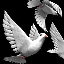 Therefore, i am just crazy about searching dove pictures. White Dove Bird 3d Model Download 91488042 Pond5