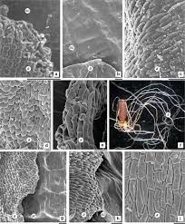 Image result for Streptopetalum serratum