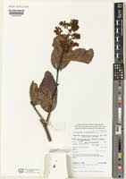 Image result for Magnistipula butayei