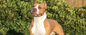 The muzzle is medium in length and rounded on the upper. American Staffordshire Terrier Dog Breed Profile Petfinder