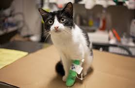 A number of challenges are faced by the outdoor cats and that's the reason for their short life. Common Cat Diseases Aspca