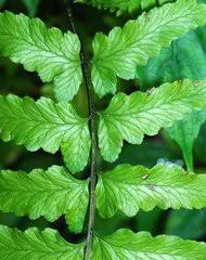 Image result for Diplazium humbertii