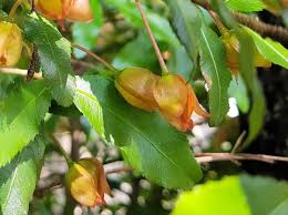 Image result for Ochna ovata