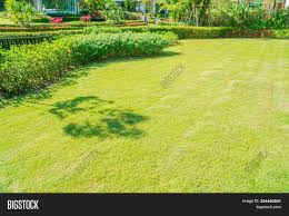 Download your favorite image and upload to your video conference platform.for free! Green Grass Image Photo Free Trial Bigstock