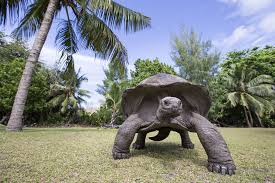 Aldabra Giant Tortoise - A-Z Animals
