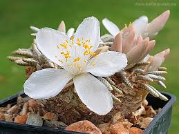 Image result for Anacampseros subnuda