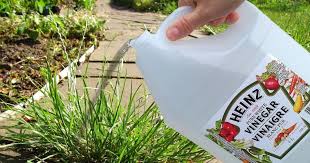 Vinegar is very effective in getting rid of ants. 20 Amazing Uses For Vinegar In The Garden With Recipes Gardening