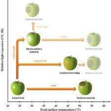 As it grows, an apple tree may experience issues such as the presence of pests or diseases. Pdf Sunburn Of Apple Fruit Historical Background Recent Advances And Future Perspectives