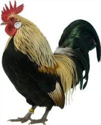 Bantam's are the most popular chicken breed for backyards. Dutch Bantams