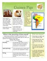 Pin On Guinea Pigs
