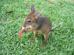What is a baby kangaroo called. Animals Red Kangaroo