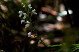 Image result for Disa saxicola