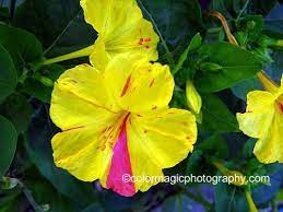 Pin On Flower Gardening