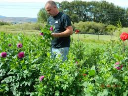 We did not find results for: About Us Dahlia Barn